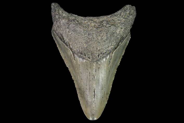 Juvenile Megalodon Tooth - Georgia #101430